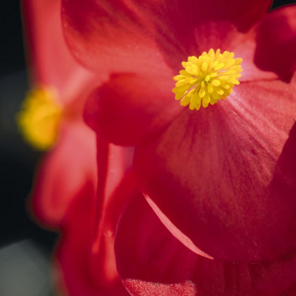 Купить бегонию вечноцветущую, Begonia semperflorens Super Olympia Red