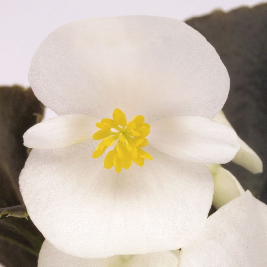 Бегония вечноцветущая, Begonia semperflorens Super Olympia White