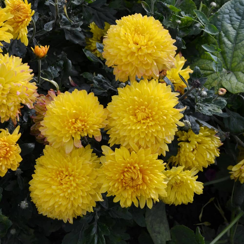 жёлтые хризантемы