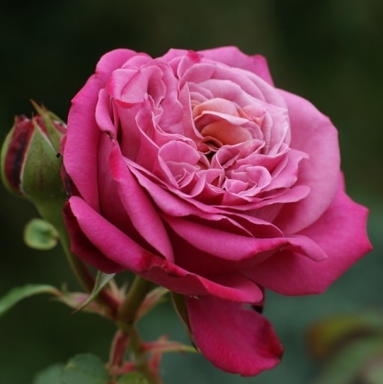 Малиновая роза кустовая CeriseTerrazza
